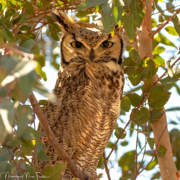 Meet your Posher, Marilyn, from Joshua Tree! - Picture 7 of 15